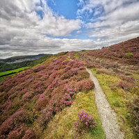Buy canvas prints of A path through the Heather by Roger Fleet