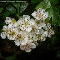 Buy canvas prints of Hawthorn Blossom by Roger Fleet