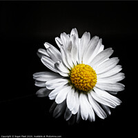 Buy canvas prints of Daisy on Black by Roger Fleet