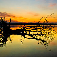 Buy canvas prints of Loch Leven Tree Reflection by Adrian Maricic