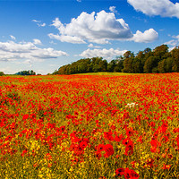 Buy canvas prints of A field of poppies by Adrian Maricic