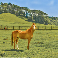 Buy canvas prints of Chestnut Arab  Pony  by Tylie Duff Photo Art