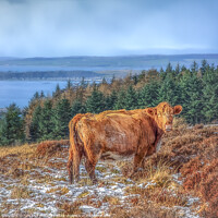Buy canvas prints of Hamish The Highland Cow by Tylie Duff Photo Art