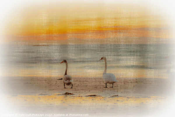 Swans At Sunset On Seamill Beach Picture Board by Tylie Duff Photo Art