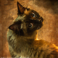 Buy canvas prints of The Enigmatic Feline Gaze by Tylie Duff Photo Art
