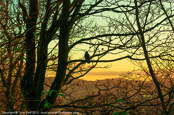 Bird in Tree at Dusk Picture Board by Tylie Duff Photo Art