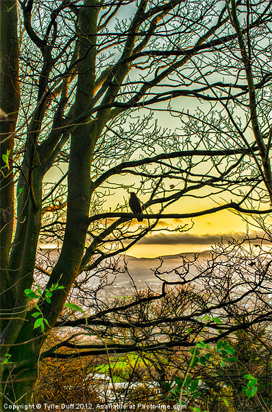 Bird in Tree at Dusk (2) Picture Board by Tylie Duff Photo Art