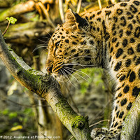 Buy canvas prints of Leopard at Edinburgh Zoo by Tylie Duff Photo Art