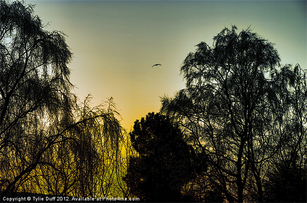 Sunset at Edinburgh Zoo Picture Board by Tylie Duff Photo Art