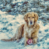 Buy canvas prints of Golden Retriever in the Snow by Tylie Duff Photo Art