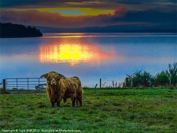 Highland Cow in Loch Lomond Sunset Picture Board by Tylie Duff Photo Art