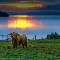 Buy canvas prints of Highland Cow in Loch Lomond Sunset by Tylie Duff Photo Art