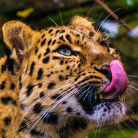 Buy canvas prints of Leopard Anticipating Lunch by Tylie Duff Photo Art