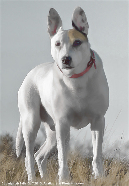 English Bull Terrier Cross Picture Board by Tylie Duff Photo Art