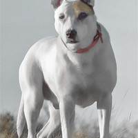 Buy canvas prints of English Bull Terrier Cross by Tylie Duff Photo Art
