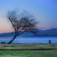 Buy canvas prints of Tree on the Banks of the River Clyde by Tylie Duff Photo Art