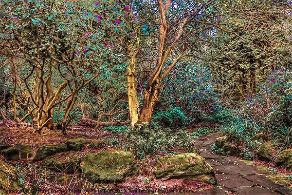 Woodland Glade in  Rosshall Park, Glasgow Picture Board by Tylie Duff Photo Art