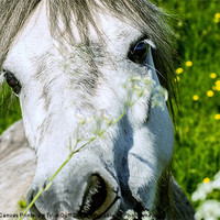 Buy canvas prints of Pony Eating Flowers by Tylie Duff Photo Art