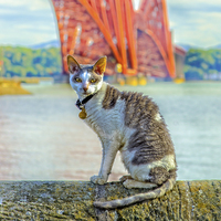 Buy canvas prints of Snuggles The Cat At The Forth Bridge by Tylie Duff Photo Art