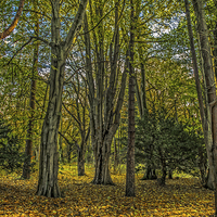 Buy canvas prints of Autumn in the Woods at Rosshall Park, Glasgow by Tylie Duff Photo Art