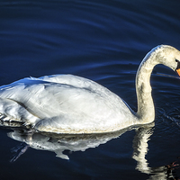Buy canvas prints of Swan on Canal by Tylie Duff Photo Art