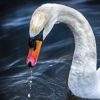 Buy canvas prints of Swan by Tylie Duff Photo Art