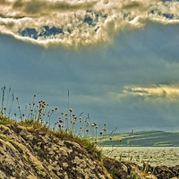 Buy canvas prints of Midsummer at Portencross Ayrshire by Tylie Duff Photo Art