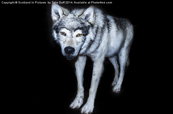  Wolf Canis Lupus Picture Board by Tylie Duff Photo Art