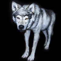Buy canvas prints of  Wolf Canis Lupus by Tylie Duff Photo Art