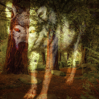 Buy canvas prints of  Spirit of The Timber Wolf by Tylie Duff Photo Art