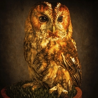 Buy canvas prints of  Tawny Owl by Tylie Duff Photo Art