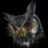 Buy canvas prints of  Long Eared Owl by Tylie Duff Photo Art