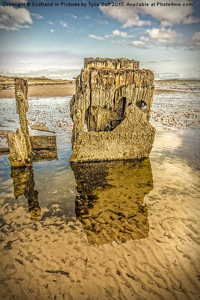  Groynes on Seamill Beach Picture Board by Tylie Duff Photo Art