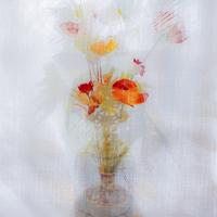 Buy canvas prints of Poppy Haze Dream by Tylie Duff Photo Art