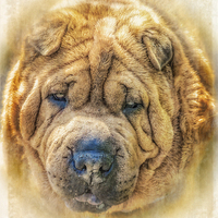 Buy canvas prints of  Shar Pei by Tylie Duff Photo Art