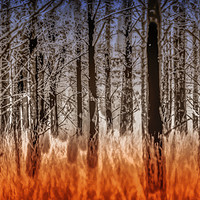 Buy canvas prints of The Burnt Trees of Torridon by Tylie Duff Photo Art