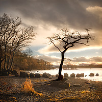 Buy canvas prints of The Lone  Tree At Milarrochy Bay,Loch Lomond by Tylie Duff Photo Art