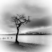 Buy canvas prints of The Lone Tree At Milarrochy Bay,Loch Lomond - Black and White by Tylie Duff Photo Art