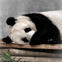 Buy canvas prints of Giant Panda Tian Tian by Tylie Duff Photo Art