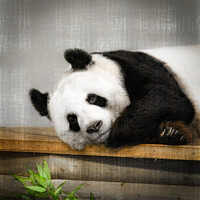 Buy canvas prints of Tian Tian The Giant Panda  by Tylie Duff Photo Art