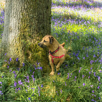 Buy canvas prints of Dog Amongst The Bluebells  by Tylie Duff Photo Art