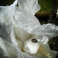 Buy canvas prints of Iris with beetle by Philip Teale
