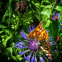 Buy canvas prints of Butterflies on cornflower by Philip Teale
