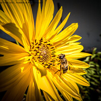 Buy canvas prints of bee on sunflower by Philip Teale