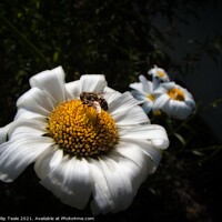 Buy canvas prints of Honey Bee On Flower by Philip Teale