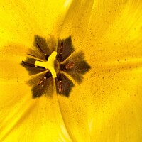 Buy canvas prints of A close up of a flower by Philip Teale
