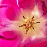 Buy canvas prints of Flower Close-Up by Philip Teale