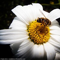 Buy canvas prints of Honey Bee on Flower by Philip Teale