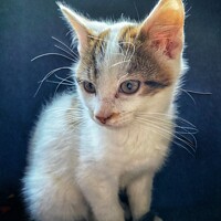 Buy canvas prints of Kitten by Philip Teale