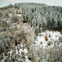 Buy canvas prints of A snow covered forest from above by Philip Teale